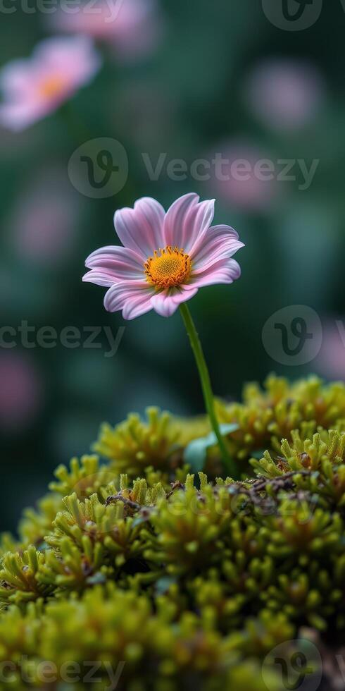 Delicate pink flower blooming on a moss-covered surface surrounded by green nature photo