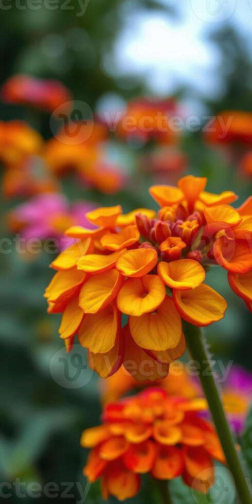 Vibrant orange flowers blooming in a garden setting during springtime, surrounded by colorful blossoms and green foliage photo