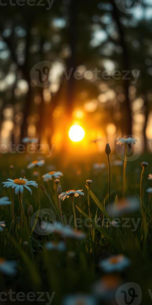 Sun setting behind trees with wildflowers in foreground creates a serene evening atmosphere photo