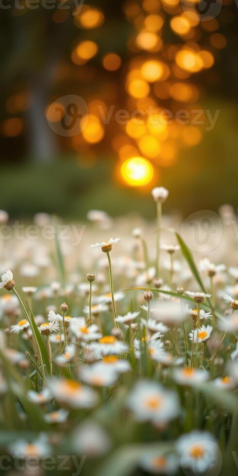Blossoming wildflowers at sunset create a serene atmosphere in nature's meadow photo