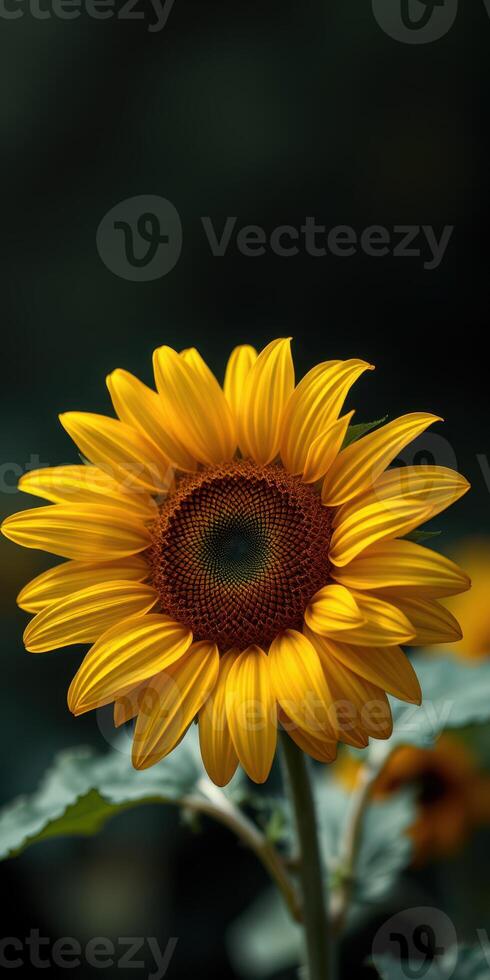 Bright sunflower blooming with vibrant petals in a serene garden setting during the summer season photo
