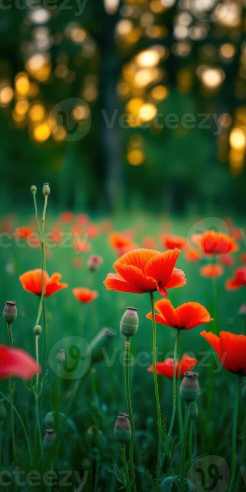 Vibrant orange poppies bloom in a lush green field at sunset creating a serene landscape in nature photo