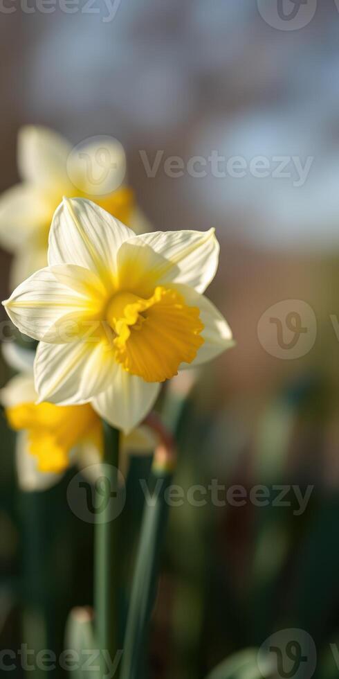 Daffodils blooming in a sunny garden during spring, showcasing vibrant yellow petals and fresh greenery photo
