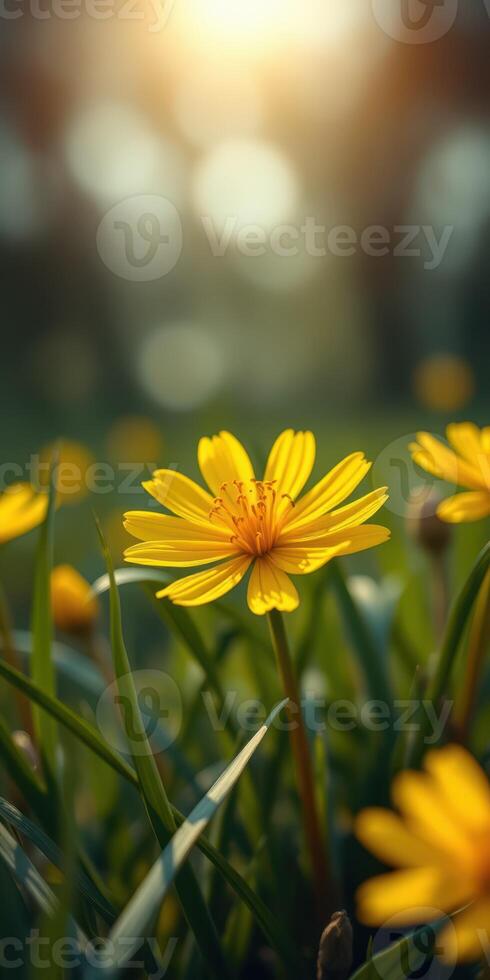 Bright yellow flowers bloom in a lush green field during a warm afternoon in early spring, creating a vibrant natural landscape photo