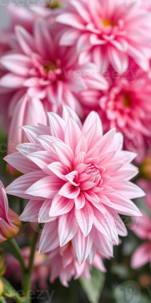 Beautiful pink dahlias blooming in a garden showcasing intricate petal patterns and vibrant color during springtime photo