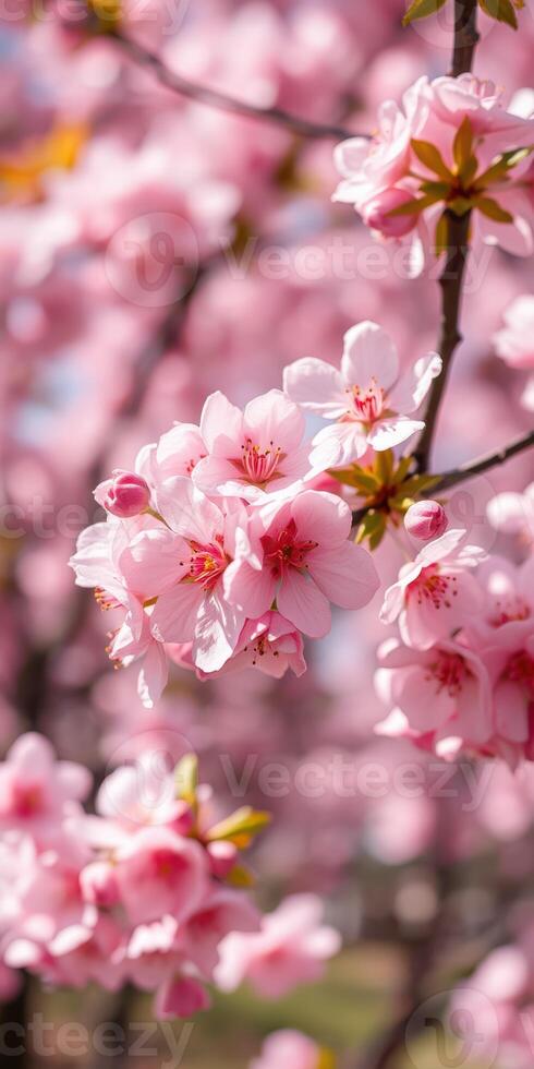 Beautiful cherry blossoms in full bloom during springtime in a serene garden setting photo