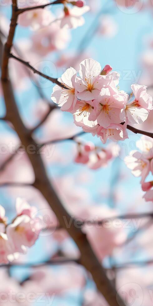 Cherry blossoms bloom in spring under a clear blue sky creating a vibrant and serene atmosphere photo