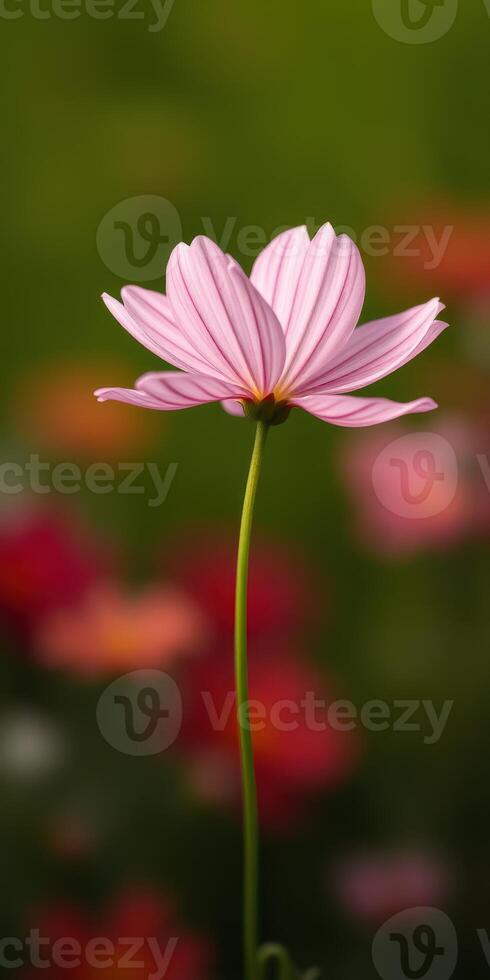 Delicate pink flower stands tall against a colorful blurred background in a vibrant garden setting photo