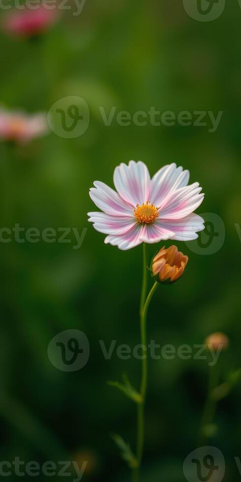 Beautiful pink and white flower blooming in a lush green field during springtime photo