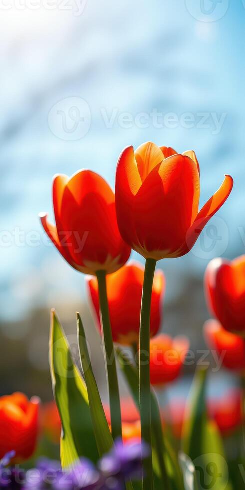Bright orange tulips bloom against a blue sky in a vibrant spring garden during early afternoon photo