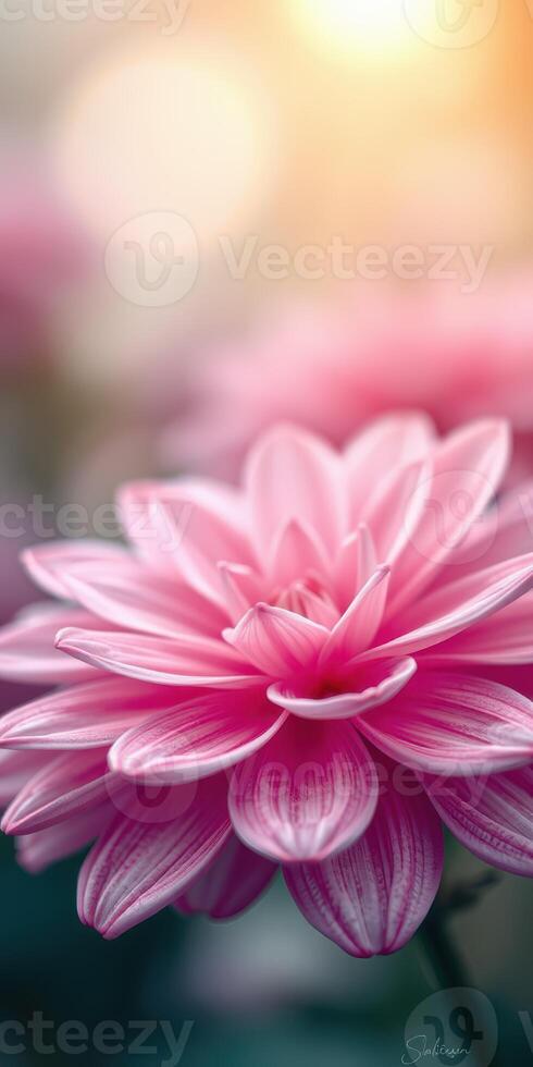 Beautiful close-up of a pink flower blooming in a soft light during the early morning hours in a serene garden setting photo