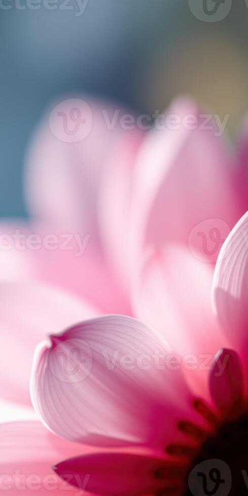 Soft pink petals of a flower bloom in natural light, showcasing delicate textures and vibrant colors in spring season photo