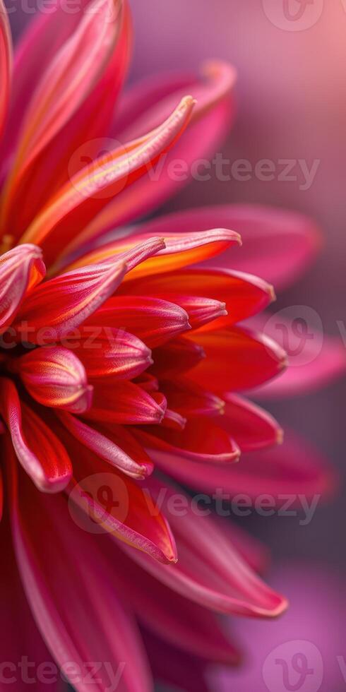 Vibrant crimson flower blooming in sunlight offers stunning close-up details in a soft background photo