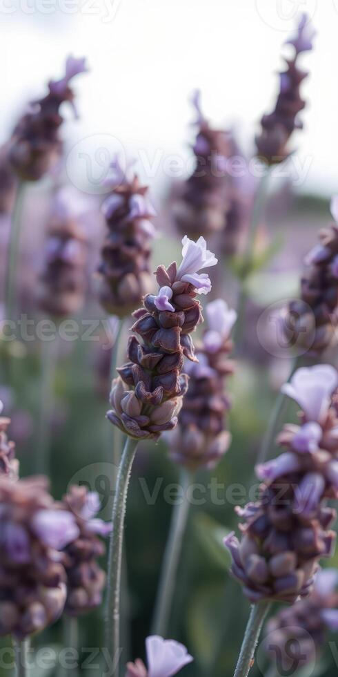 Purple lavender blooms in a tranquil field during golden hour on a warm summer evening photo
