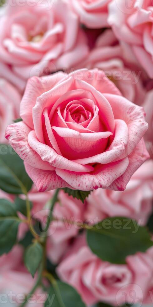 Beautiful pink rose in full bloom surrounded by delicate petals in a garden setting during springtime photo