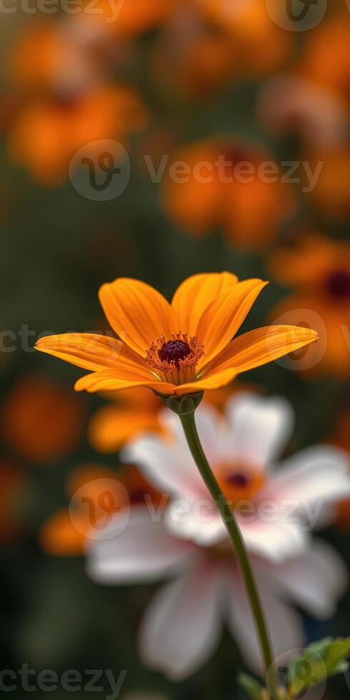 Bright orange flower stands out in a vibrant garden filled with colorful blossoms during springtime photo