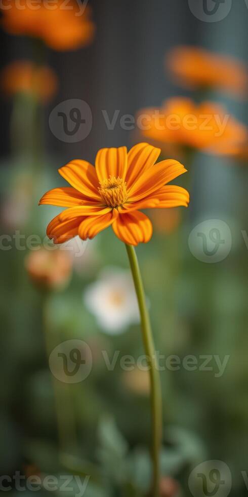 Orange flower blooms in a vibrant garden under soft sunlight surrounded by greenery photo