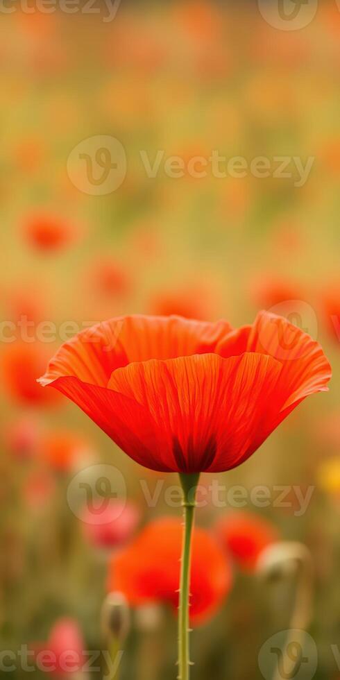 Vibrant red flower in a blooming field of poppies captured during golden hour photo