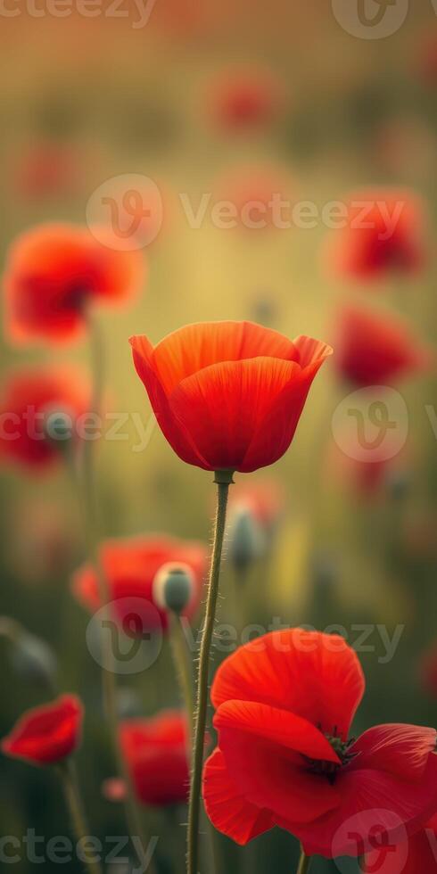 Bright red poppies bloom in a sunlit field during springtime, showcasing nature's vibrant colors and delicate beauty photo