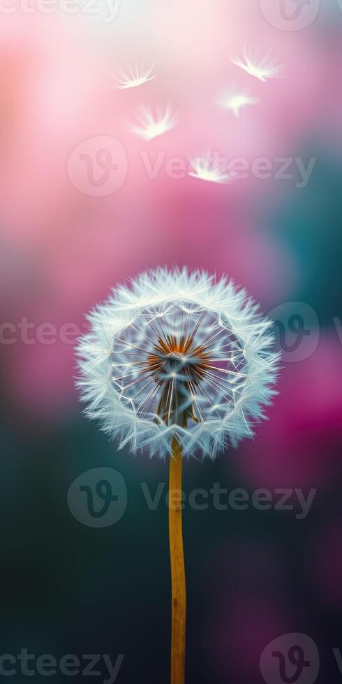 Delicate dandelion puff releasing seeds against a soft, colorful blurred background during a warm spring afternoon photo