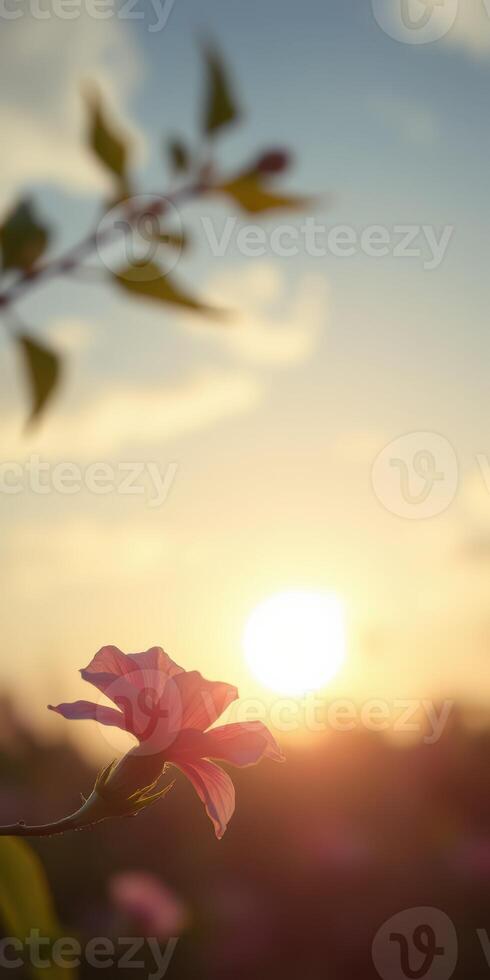 Sunset illuminates a delicate flower in a tranquil field during evening hours photo