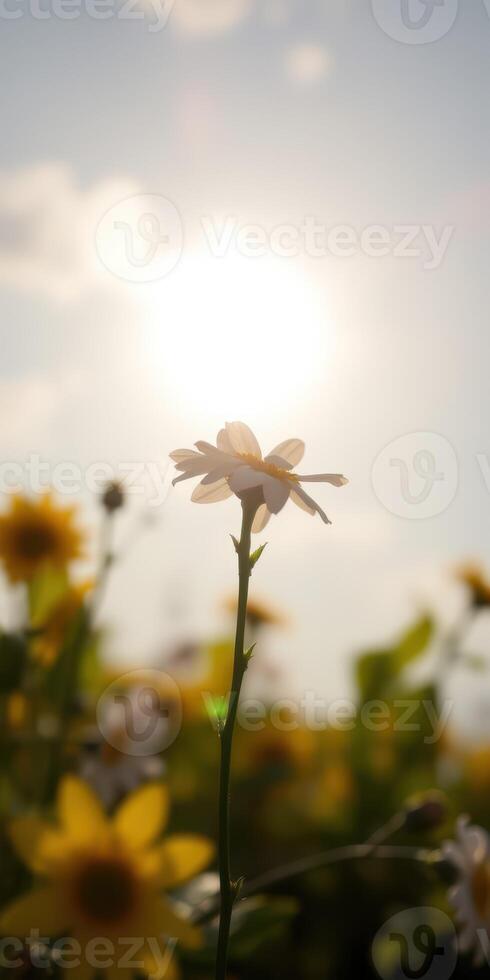 Bright flowers basking in sunlight on a warm afternoon in a vibrant garden photo
