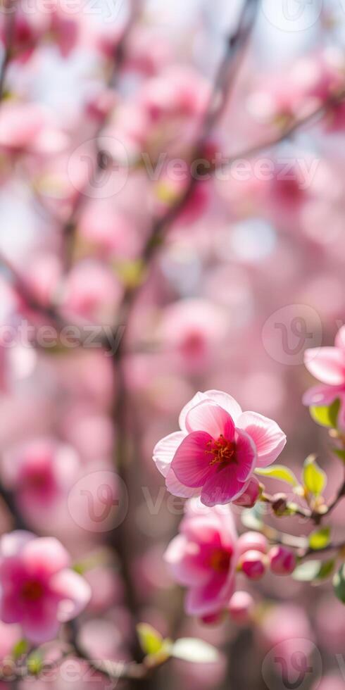 Blooming pink flowers in a tranquil spring garden during daylight hours photo