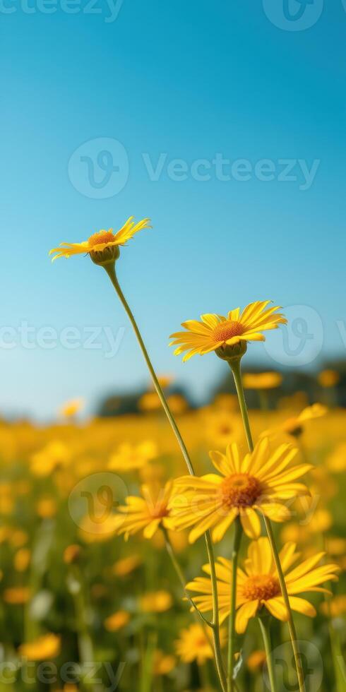 Vibrant yellow daisies bloom against a clear blue sky in a sunny field during springtime photo