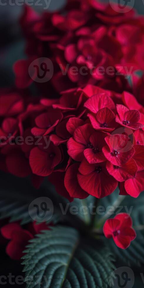 Vibrant red hydrangeas bloom in a lush garden, showcasing nature's beauty during springtime photo