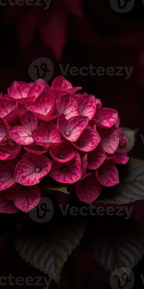 Bright pink hydrangea blooms against a dark background showcasing floral beauty photo