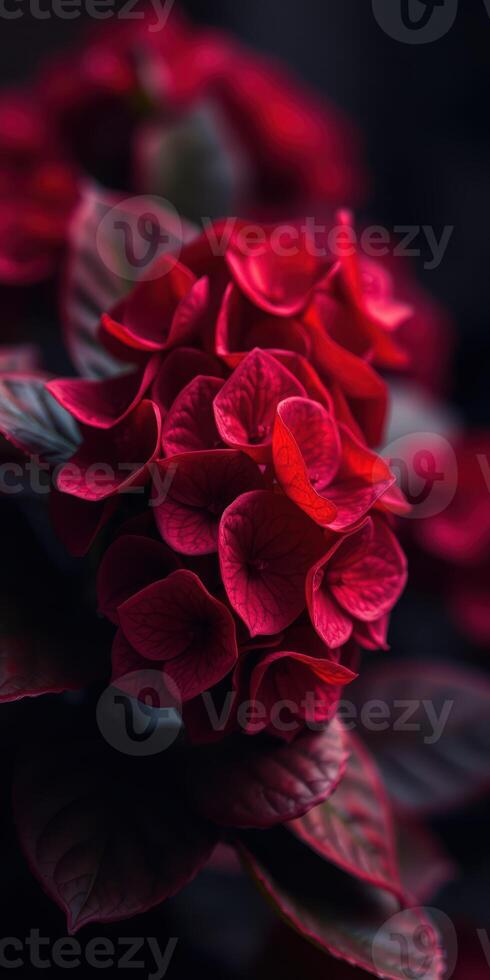 Vibrant red flowers bloom gracefully against a dark background in a close-up shot capturing nature's beauty photo