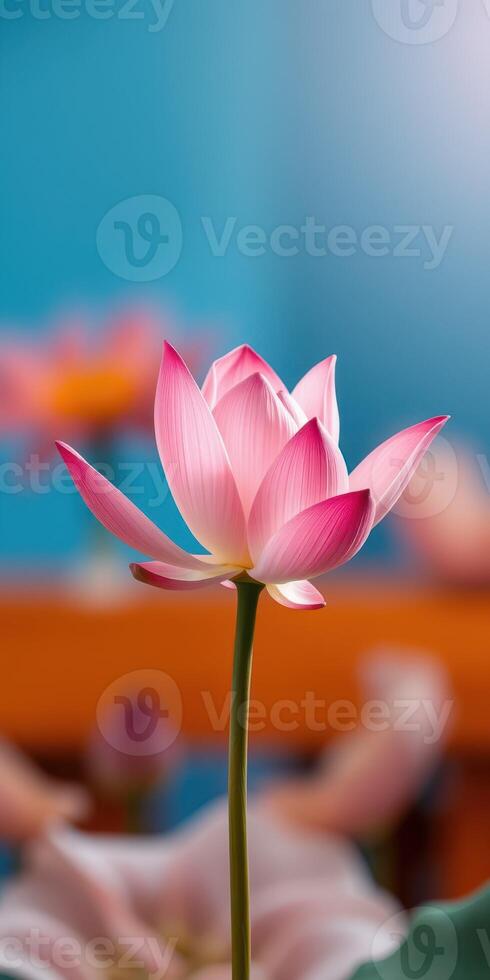 Beautiful pink lotus flower blooming against a vibrant blue background in a tranquil setting photo