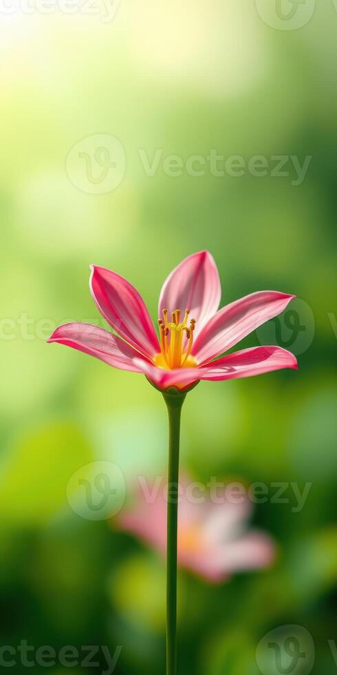 Beautiful pink flower blooming in a lush garden during springtime photo