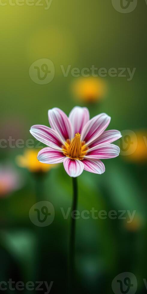 Pink and white striped flower blooms among blurred yellow flowers in a vibrant garden setting photo