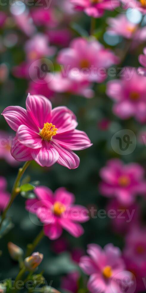Colorful pink flowers bloom in a garden, attracting sunlight and enhancing the vibrant landscape during spring photo