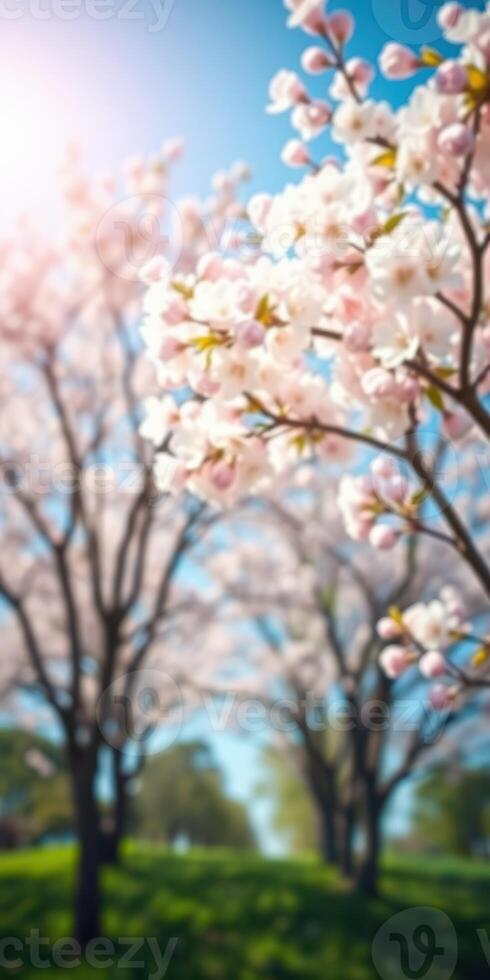 Cherry blossoms bloom under clear blue skies in a beautiful spring park photo