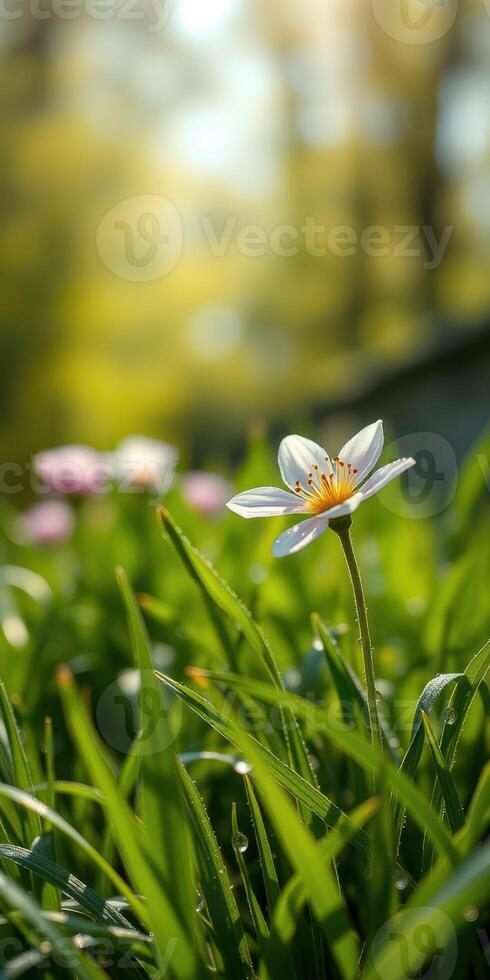 Beautiful white flower blooming among vibrant green grass in a sunny garden during spring season photo