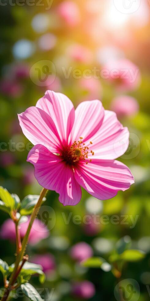 Beautiful pink flower blooms in sunlight among green foliage during a warm afternoon photo