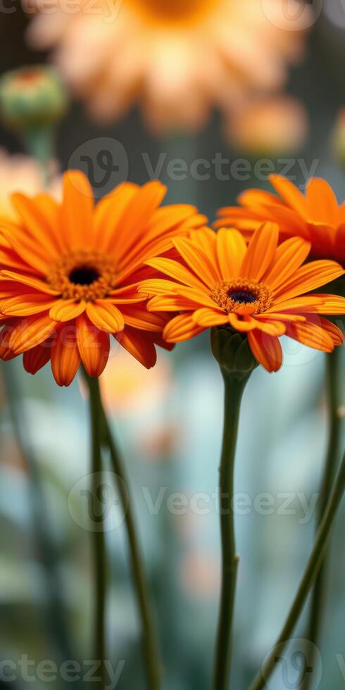 Vibrant orange flowers bloom in a garden during the spring season showcasing nature's beauty and freshness photo