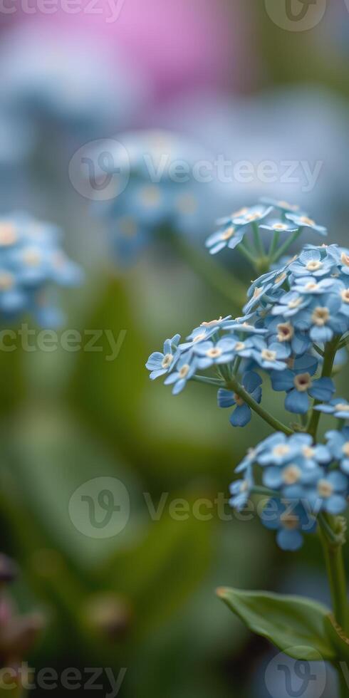 Beautiful blue forget-me-nots bloom in a serene garden setting during springtime in a lush green environment photo