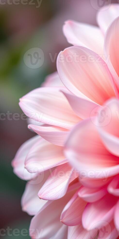 Soft pink petals of a flower bloom in a tranquil garden setting during midday sunlight photo