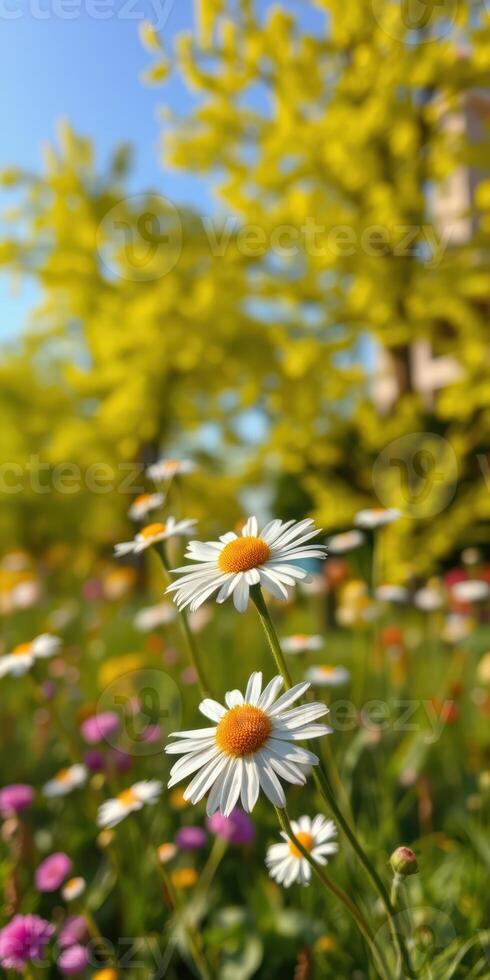 Colorful wildflower meadow in spring sunlight with daisies and greenery photo