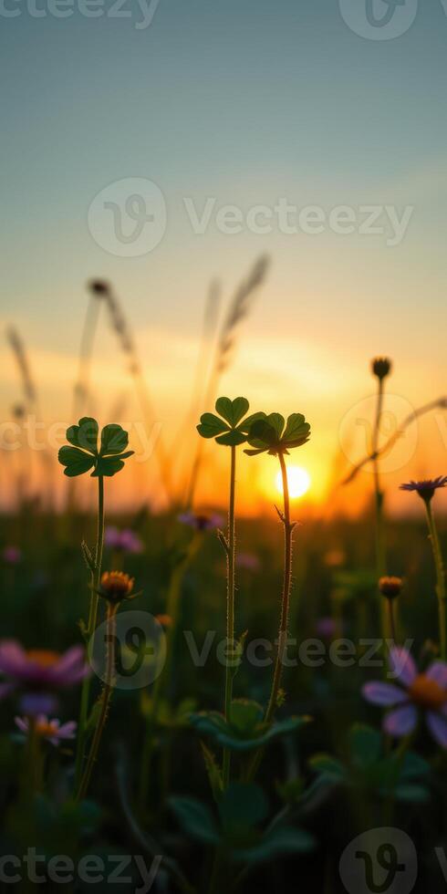 Sunset illuminating wildflowers and clover under a clear sky in a natural landscape photo