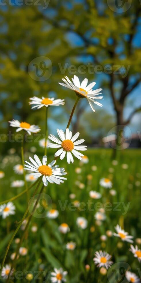 Bright daisies bloom in a green field under a clear blue sky during a sunny spring afternoon photo