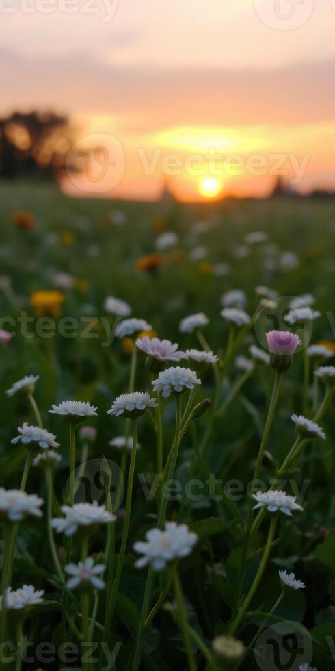 Field of wildflowers at sunset with soft focus and vibrant colors creating a serene atmosphere photo
