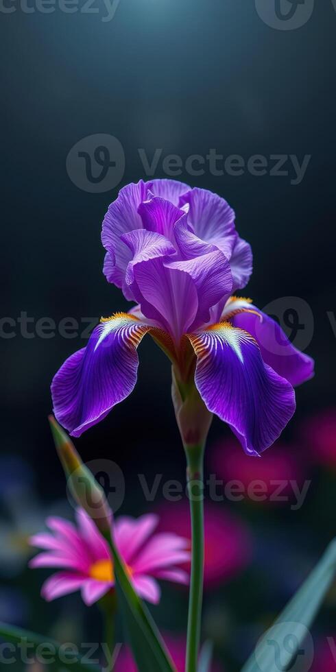 Vibrant purple iris flower stands elegantly against a soft dark background with hints of blooming colors around photo