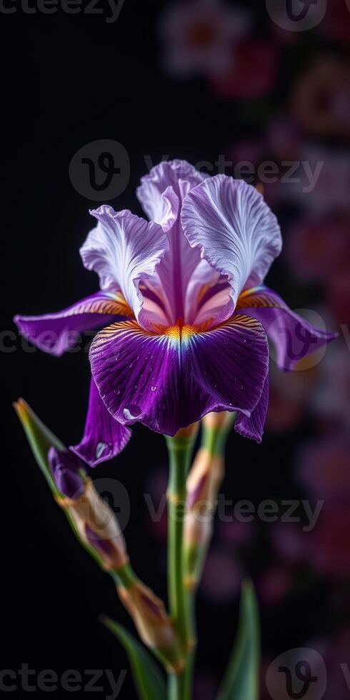 Vibrant purple iris flower showcasing intricate petals against a dark background in a floral arrangement photo
