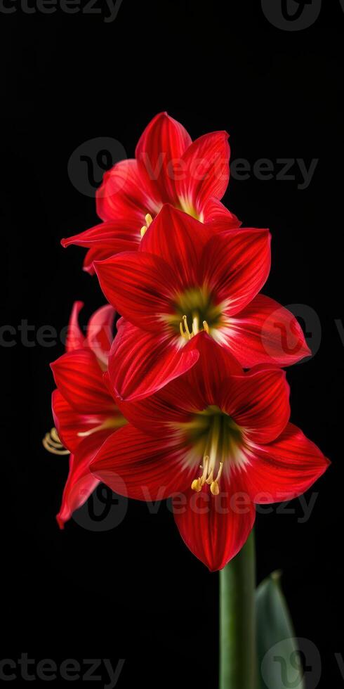 Bright red amaryllis flowers bloom beautifully against a dark background in a close-up view showcasing vivid colors and details photo