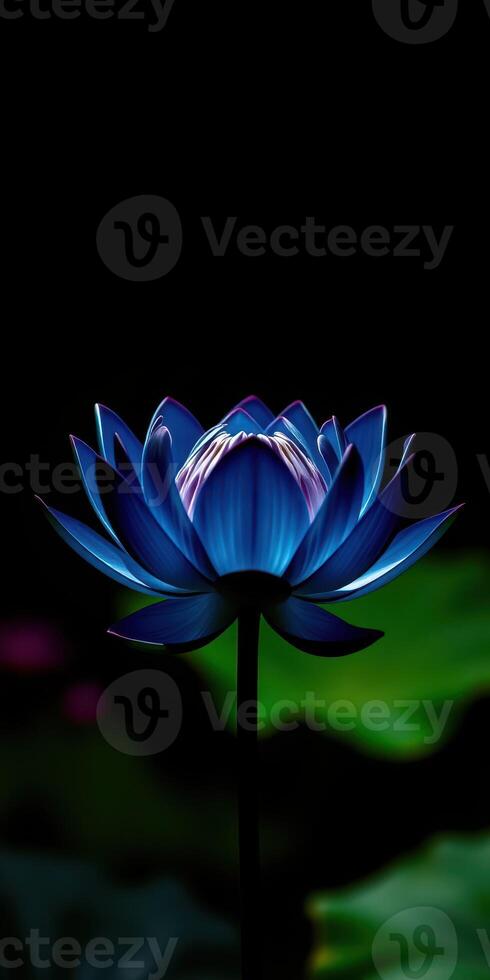 Beautiful blue lotus flower blooming in a serene pond during twilight hours photo