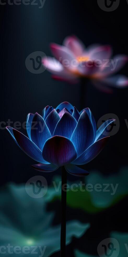 Colorful lotus flowers bloom in a serene dark environment showcasing their elegance and beauty photo